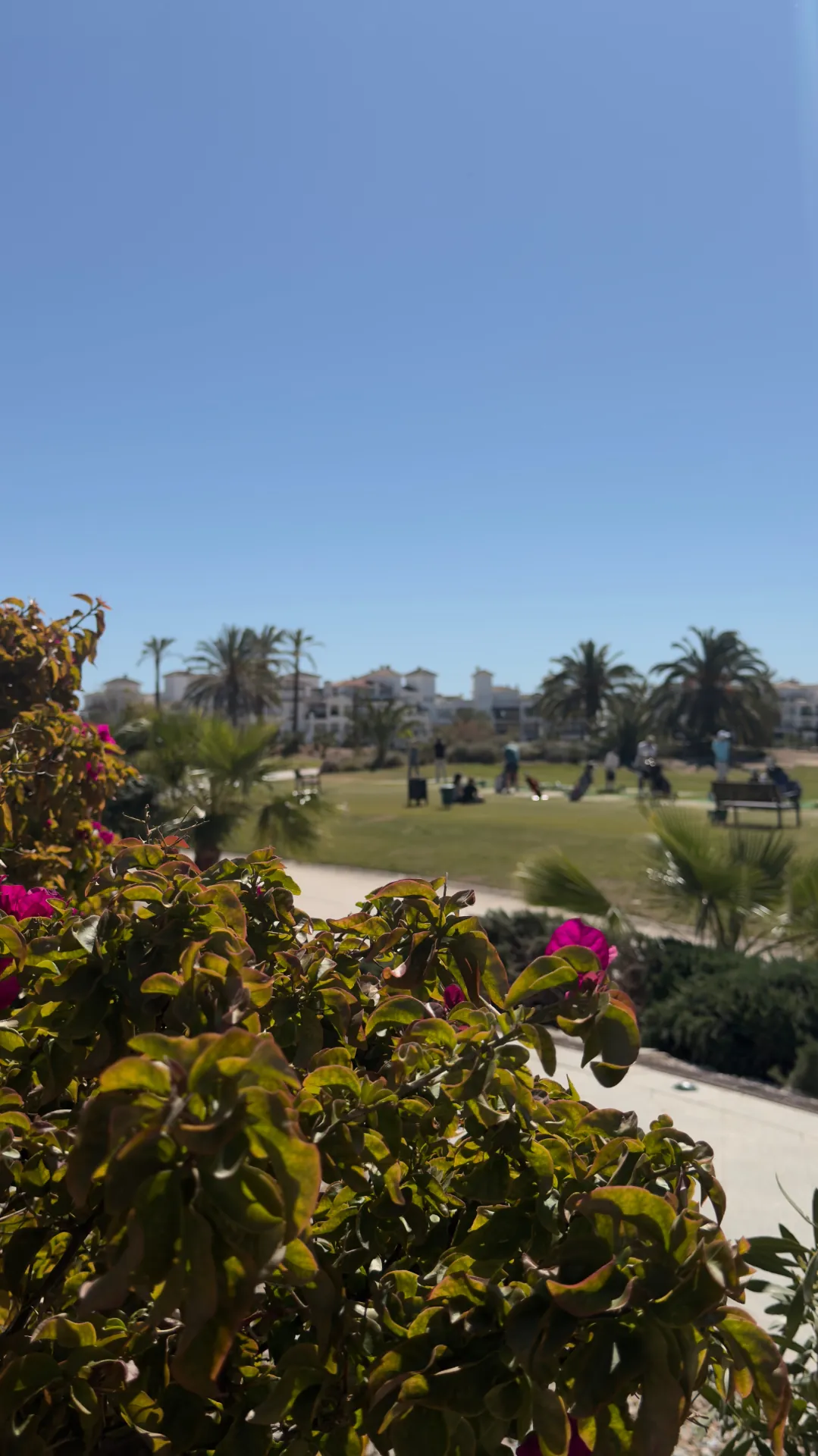 View of the practice green framed by bougainvillea